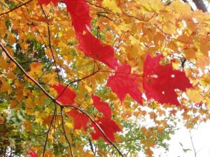 yellow and red leaves on an autumn day