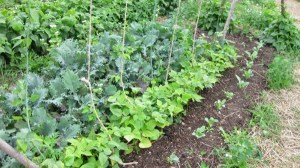 kale at Bare Knuckle Farm