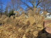 brown grasses waving in the wind