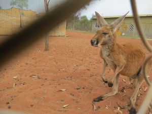 One of our stops was at a camel farm. They also kept kangaroos and emus.