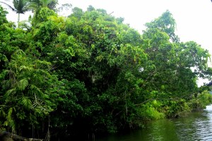 What's lurking in those mangroves?