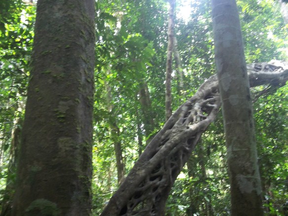 Intricate latticework on this tree