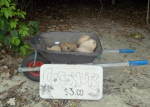 coconuts for sale