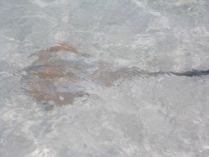 Stingray, just floating along