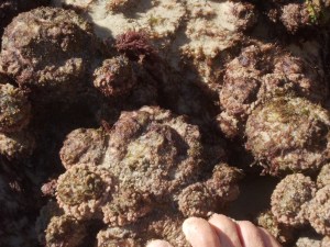 These were neat--if you pressed your toe against one, water shot out, like a fountain.