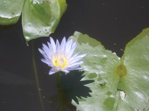 Pond of purple flowers