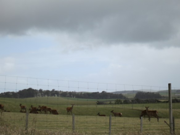 They're not totally domesticated--they were all super aware of me, and they moved to the back of the field as I approached the fence with my camera, whereas cows and sheep just chew their cud at you.