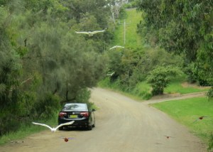 Good thing I never saw "The Birds," or this might have freaked me out