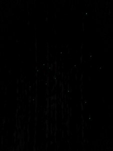 Glowworms!