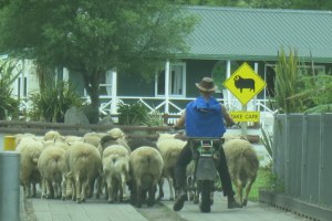 Bringing the sheep in for the show
