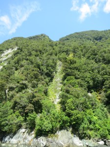 The hillside starts to recover from a treevalanche