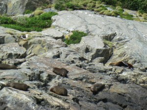 Spot the baby fur seal