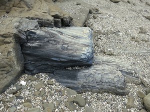 petrified wood catlins