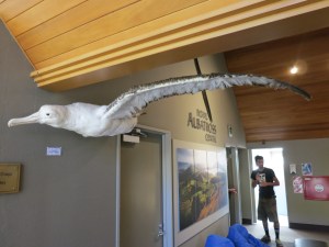 The closest I got to seeing an albatross was this stuffed one.
