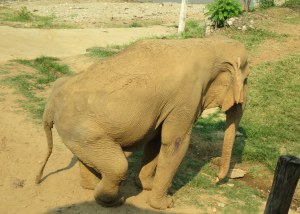 Painfully broken hip