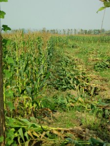 My double row of corn, half done