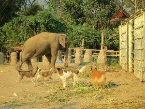 A small number of the many dogs who roamed the park