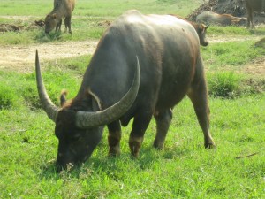 There's a herd of water buffalo at the park too--I swear I never heard them make a sound. They just grazed all week and occasionally sat in the mud pit.