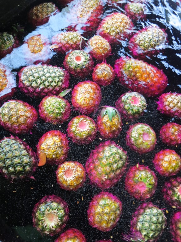 Purple fruited trough