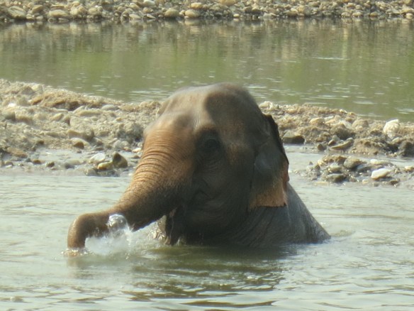 Elephant bathing on its own--one of Lek's goals is to dredge the river deep enough to make it possible for the eles to bathe themselves, bringing them one step closer to their wild selves