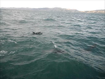 dolphins kaikoura