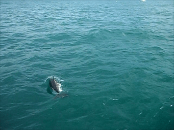 dolphins kaikoura