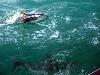 dolphins kaikoura