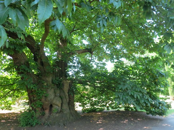 The oldest tree in Kew, planted in the early 18th century. It's a sweet chestnut--that one I did find out!