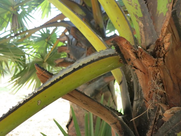 Sometimes the guards even used the sharp edges of palm fronds to cut throats