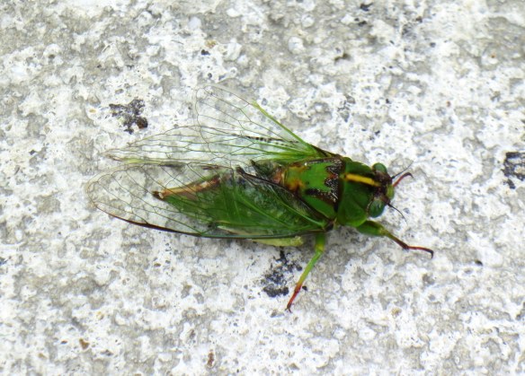 Queenstown, New Zealand; January 2, 2013