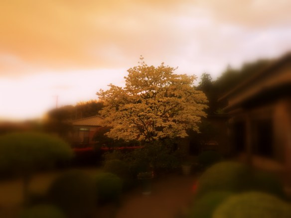 Blossoms in the garden