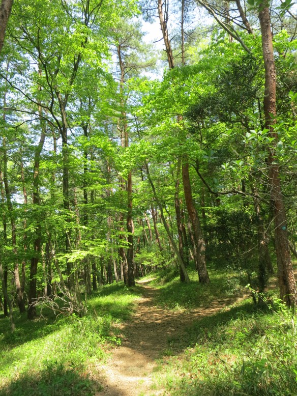 A walk near the castle ruins
