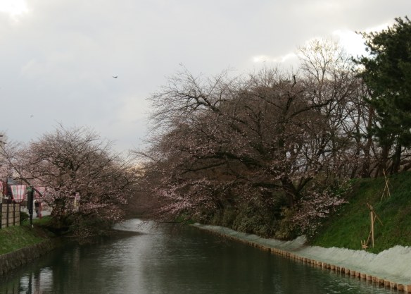 Snow on the ground, blossoms in the trees