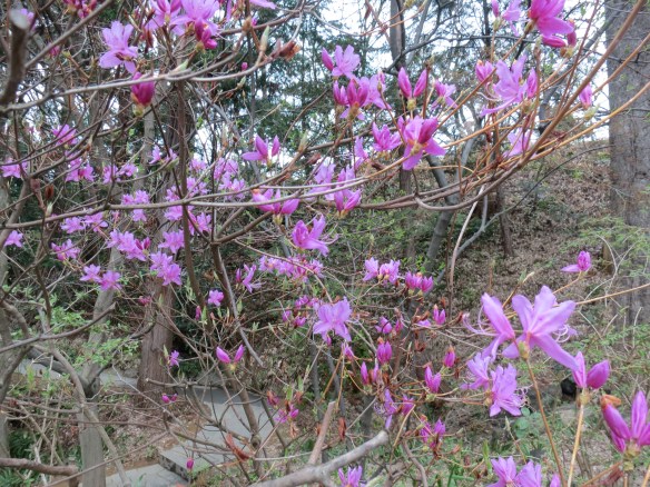 One of the many plants Kazumi identified for me. I can't remember its name, but I know it's a mountain flower native to Japan.