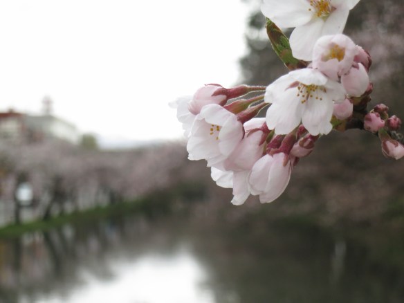 My last day in Hirosaki--more blossoms