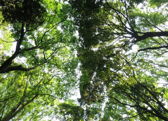 Trees donated by people from all over Japan