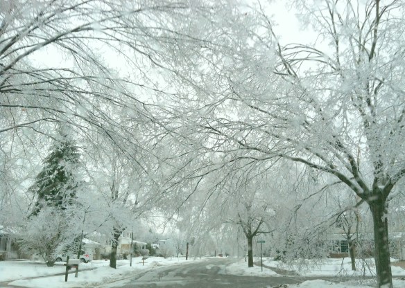 Low branches on the road