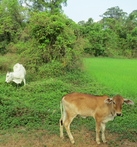 March 21, 2013; Angkor, near Siem Reap, Cambodia