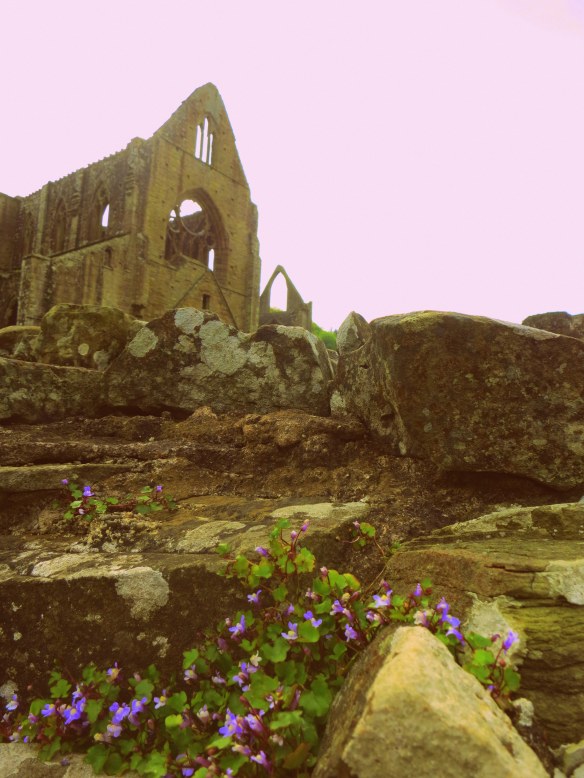 Nature creeping up on the abbey