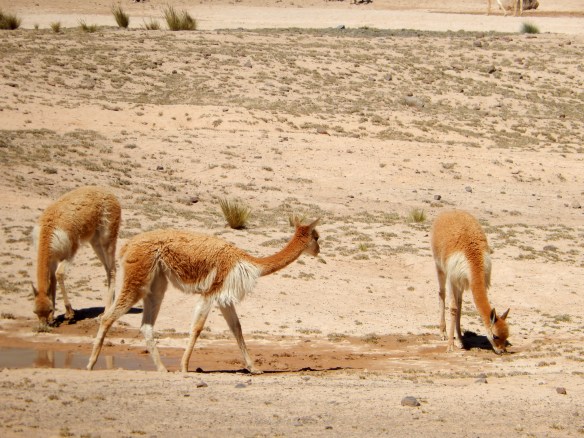 Vicunas grazing on the reserve