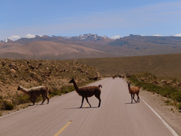 Llama crossing