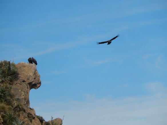 The adults flew above and away from the young ones, sometimes dived below (to get to a nest or a snack?), and only occasionally stopped by to check on the young ones. They must not have been too young.