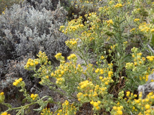 There were a lot of pretty yellow, red, silvery, and red flowers along the canyon