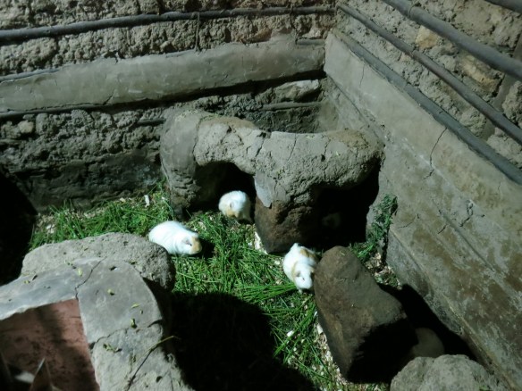 Guinea pigs, or as my guide joked, lunch