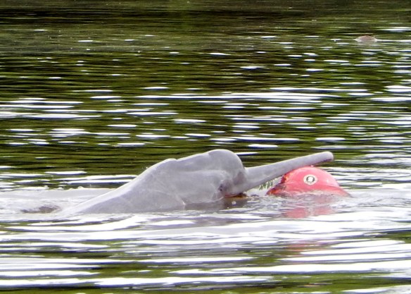 The only interfering we did with animals was to toss the dolphins this ball; they loved grabbing it in their mouths and swimming around with it