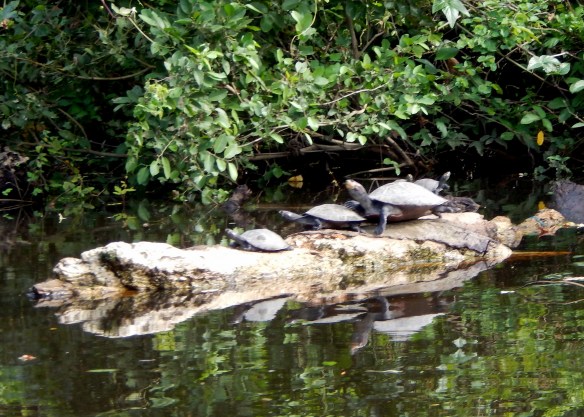 Sunbathing turtles--every single one moved surprisingly fast for a turtle, diving into the water when they heard our boat approaching