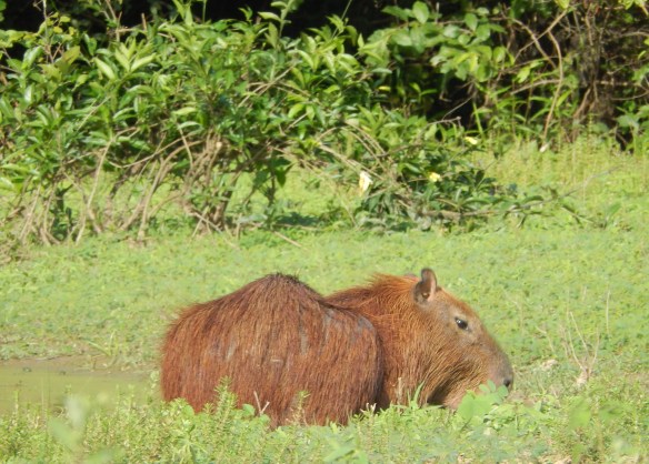 Capybara, the largest rodent in South America 