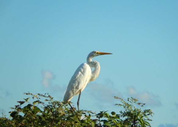 Egret
