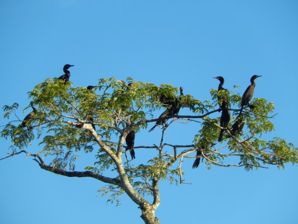 Cormorants