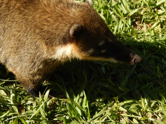 With their little anteater-like faces